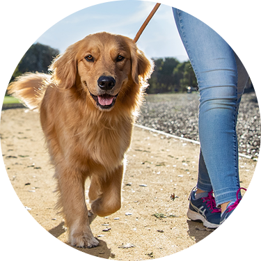 A woman walks her dog on a leash, enjoying a leisurely stroll in a pleasant outdoor setting.