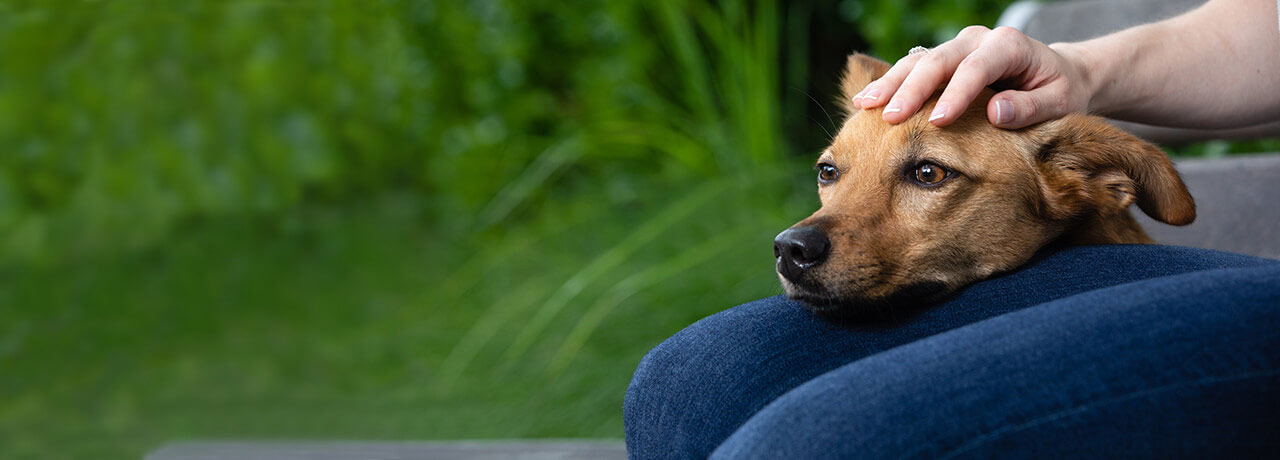 A Healthy Paws insured dog looking for some love from their human